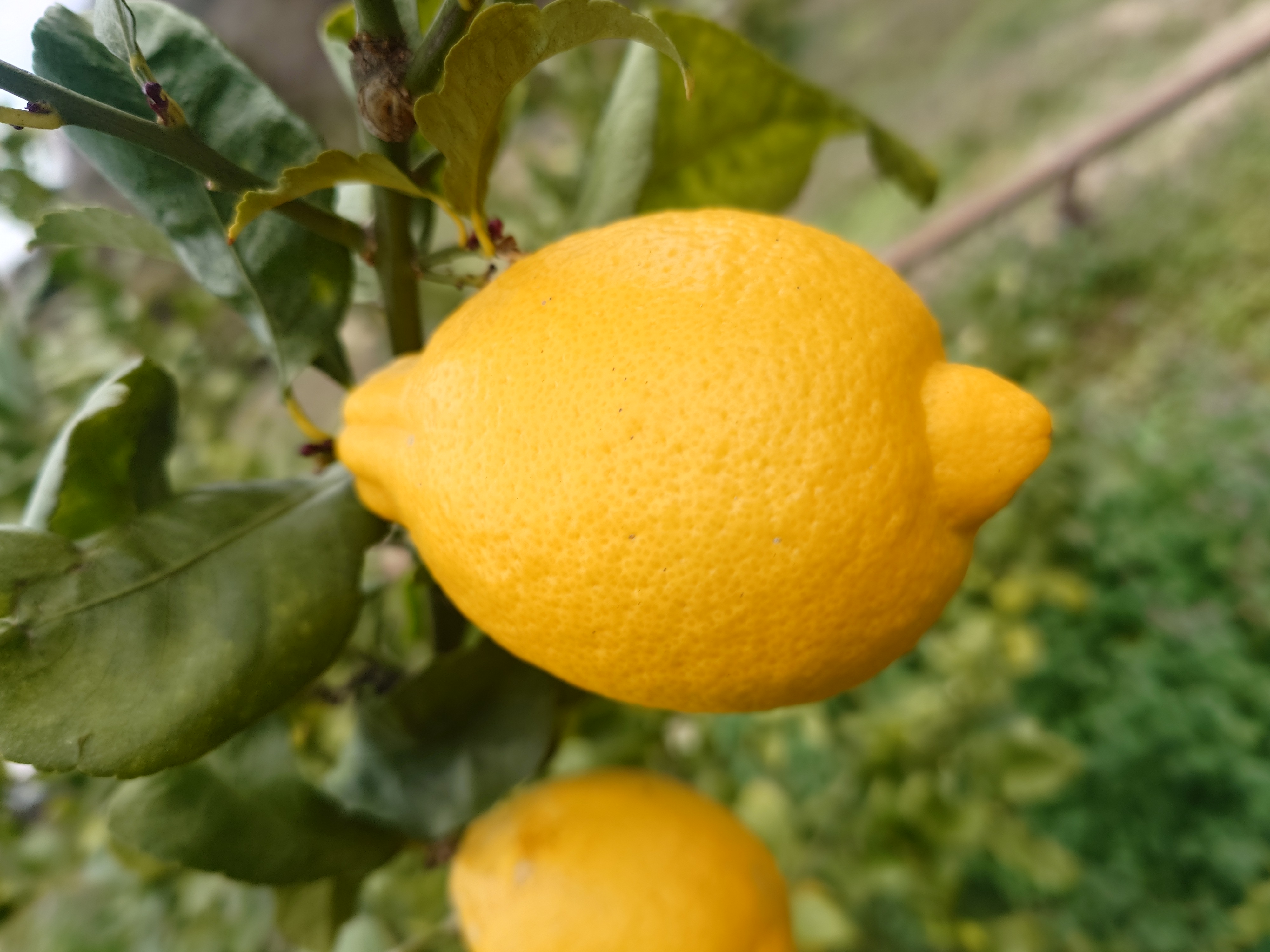  ユーレカ レモン 約5kg（35玉前後）【清水果樹園】【2026年11月上旬から11月下旬発送予定】 レモン 檸檬 国産レモン ノーワックス 防腐剤不使用 柑橘  調味料 国産 九州 熊本県 宇城市