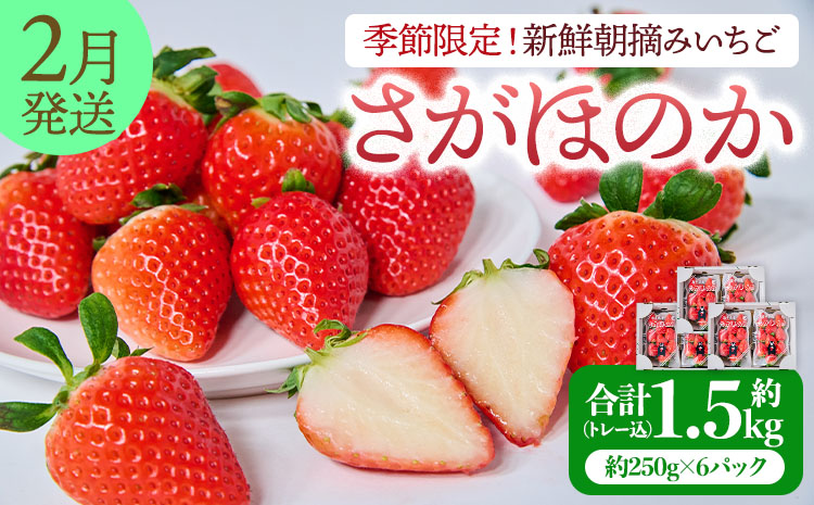 【2026年2月発送】 先行予約 季節限定！ 新鮮朝摘みいちご「さがほのか」約1.5kg （250g×6パック）だいこく農園合計1.5kg いちご イチゴ 苺 ストロベリー