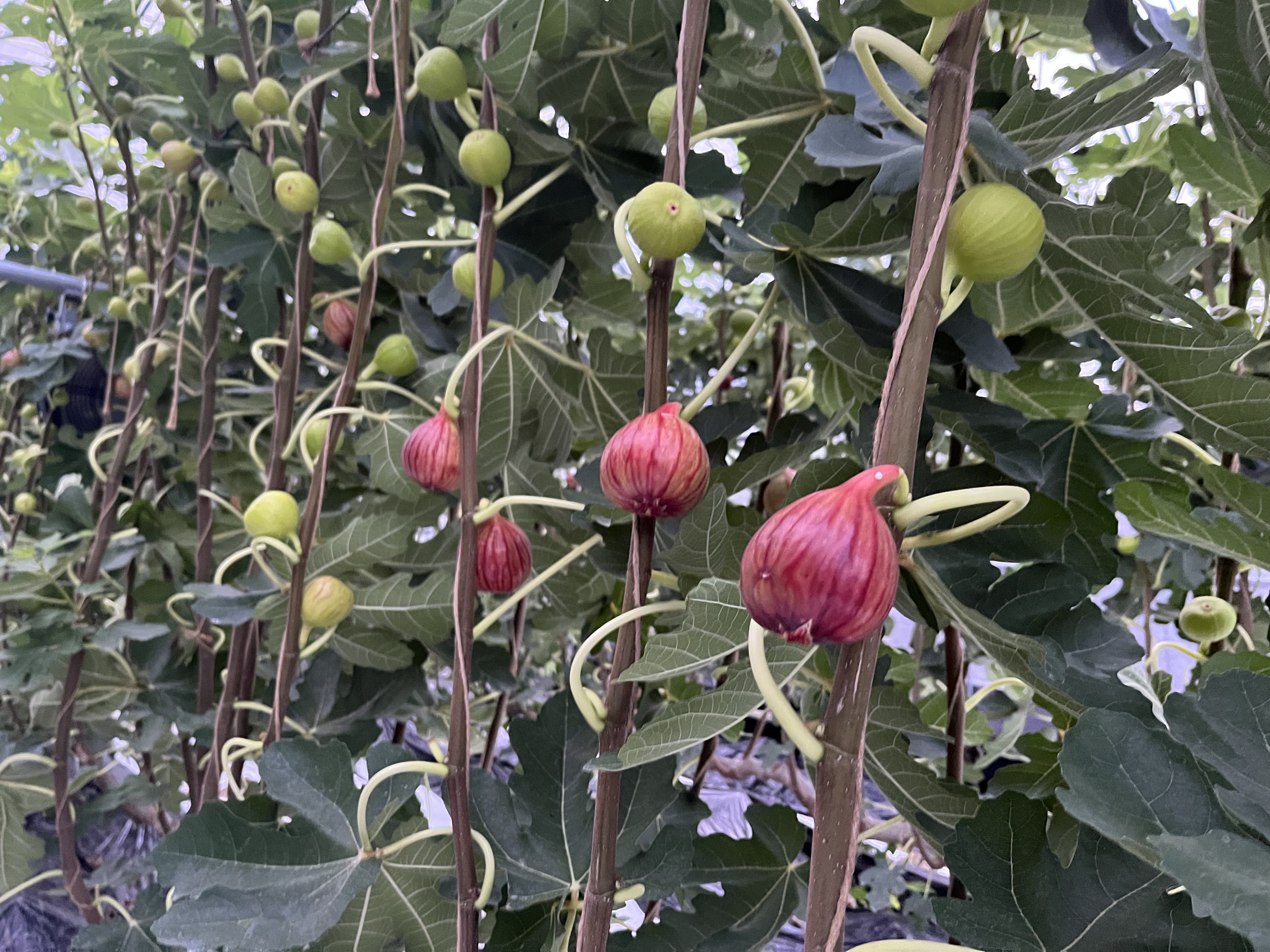 訳あり 冷凍 イチジク 約1.5kg【合同会社宝Farm】