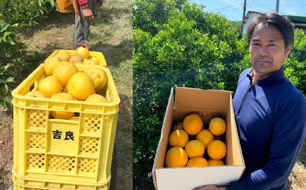 宇城市産ジューシーオレンジ 約10kg 20玉前後【吉良果樹園】【4月下旬から8月下旬発送予定】