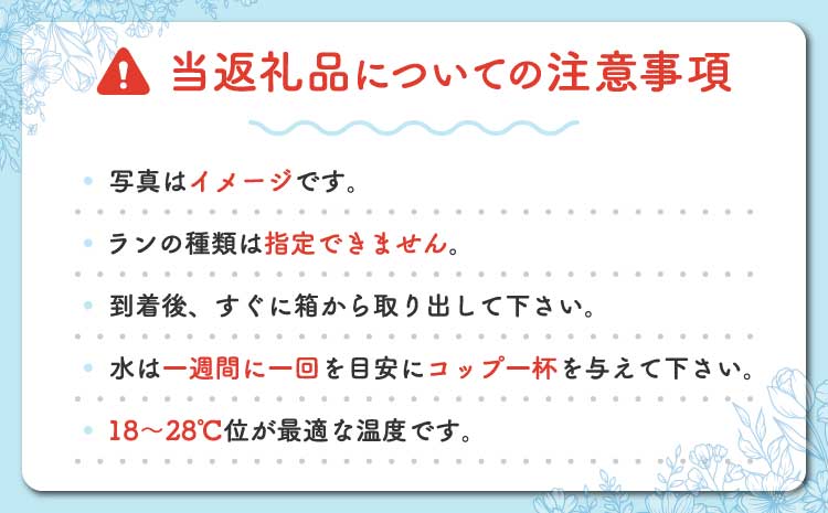 æŽè æŽèã®ããS é¢è± ïŒé«ã30ïœ40cmïŒ ãæ£®æ°Žæšã®ã©ã³å±ããã ãç¥ã èªçæ¥ é¢æ€ã è± èŽãç© ã®ãã è