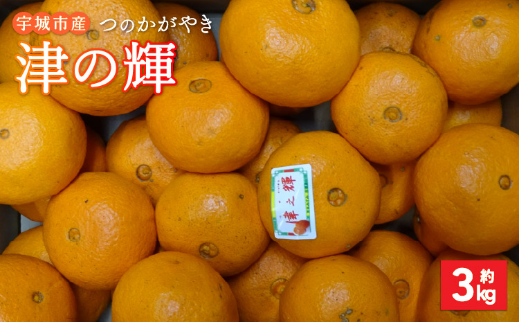【先行予約】 みかん 津の輝 つのかがやき 約3kg 15玉〜25玉 【2026年2月上旬～2026年4月下旬頃順次発送予定】 柑橘 国産