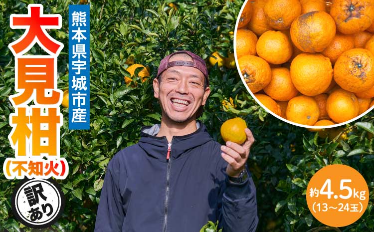 先行予約 熊本大見柑 (不知火) 訳あり 4.5kg (13～24玉) 【2026年2月上旬～2月下旬頃発送予定】 しらぬい みかん 蜜柑 柑橘 国産 九州 熊本 宇城市産 【株式会社la Nui.】