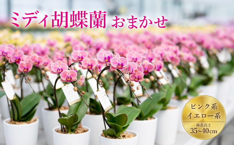 ミディ胡蝶蘭 おまかせ 35～40鉢 4号 2本立ち ピンク系 イエロー系 胡蝶蘭 コチョウラン こちょうらん プレゼント ギフト 観賞用 蘭 らん ラン 植物 花 九州産 熊本県産 戸馳産