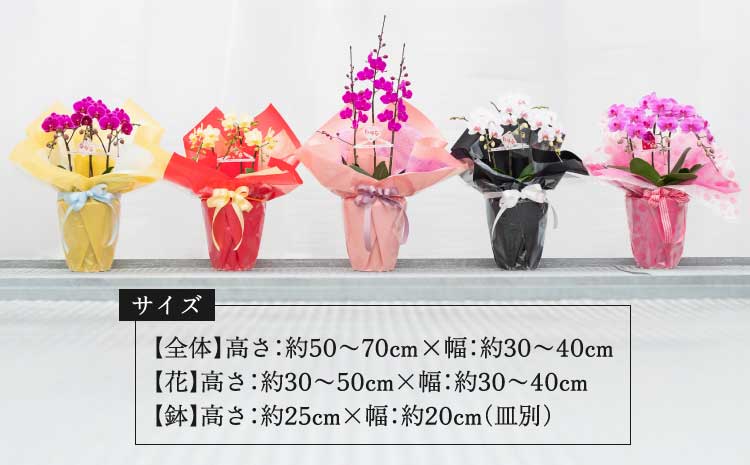 【定期便4回】ミディ胡蝶蘭 3本立ち 洋蘭 観賞用 植物