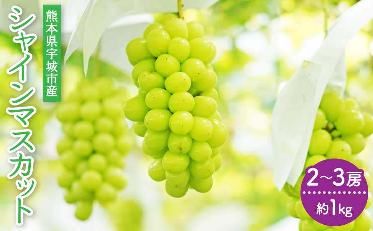 【先行予約】 シャインマスカット 2〜3房 約1kg【2026年7月下旬〜8月上旬頃発送予定】マスカット 葡萄 ブドウ ぶどう 熊本県 宇城市産