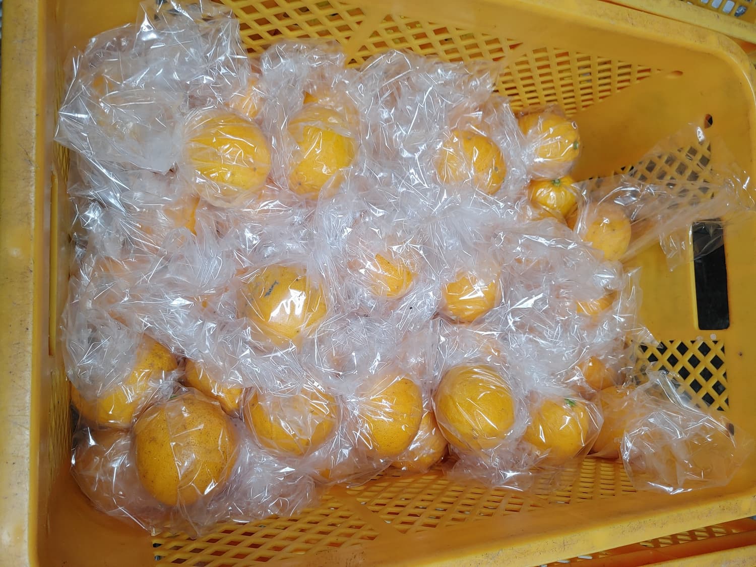 é£ã¹ãã¬ã¢ã³ ã¹ã€ãŒãã¬ã¢ããŒã çŽ3kgïŒ20ã30çïŒãåç°ã¬ã¢ããŒãã2025幎12æäžæ¬-2026幎6æäžæ¬çºéã