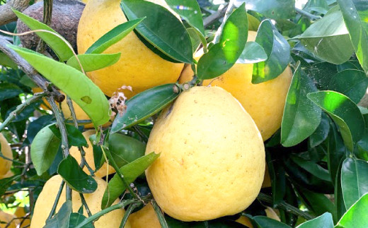 【4月下旬～順次発送】宇城市産ジューシーオレンジ 約10kg 吉良果樹園 柑橘 果物 フルーツ