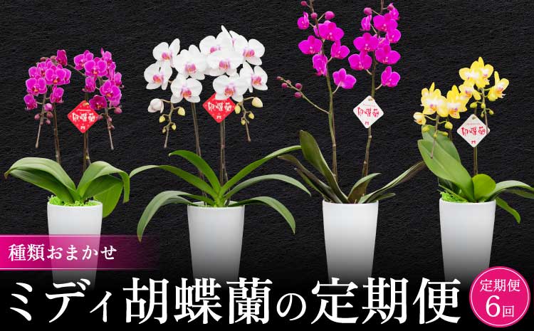 【定期便6回】ミディ胡蝶蘭の定期便（2ヶ月に1回）洋蘭 観賞用 贈答用