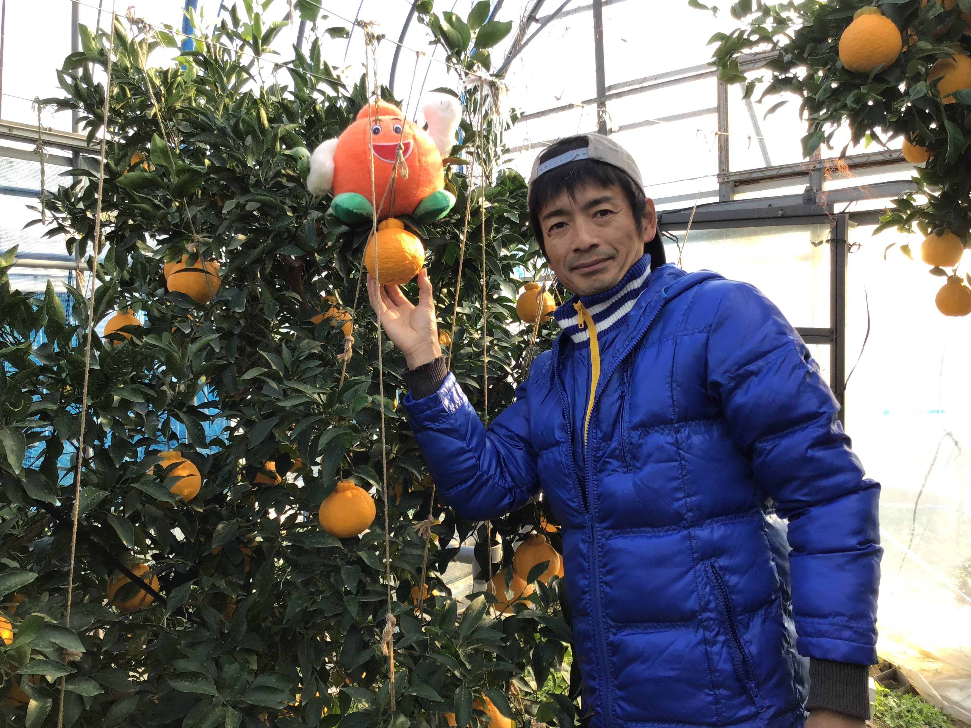 先行予約 不知火 果実の宝箱小玉デコ柑不知火 約5kg 24玉〜30玉 【2026年3月上旬から5月下旬発送予定】 しらぬい 柑橘 みかん ミカン 蜜柑 果物 くだもの フルーツ 小玉 九州産 熊本県産 宇城市産 国産 田辺農園