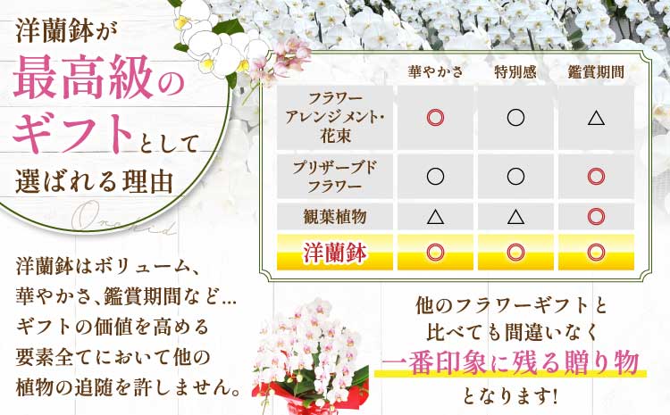 洋蘭 洋蘭ギフトL 鉢花 （高さ60～80cm） 蘭 鉢 鉢植え 胡蝶蘭 ギフト 熊本県産 【森水木のラン屋さん】 お祝い 誕生日 鉢植え 花 贈り物 蘭