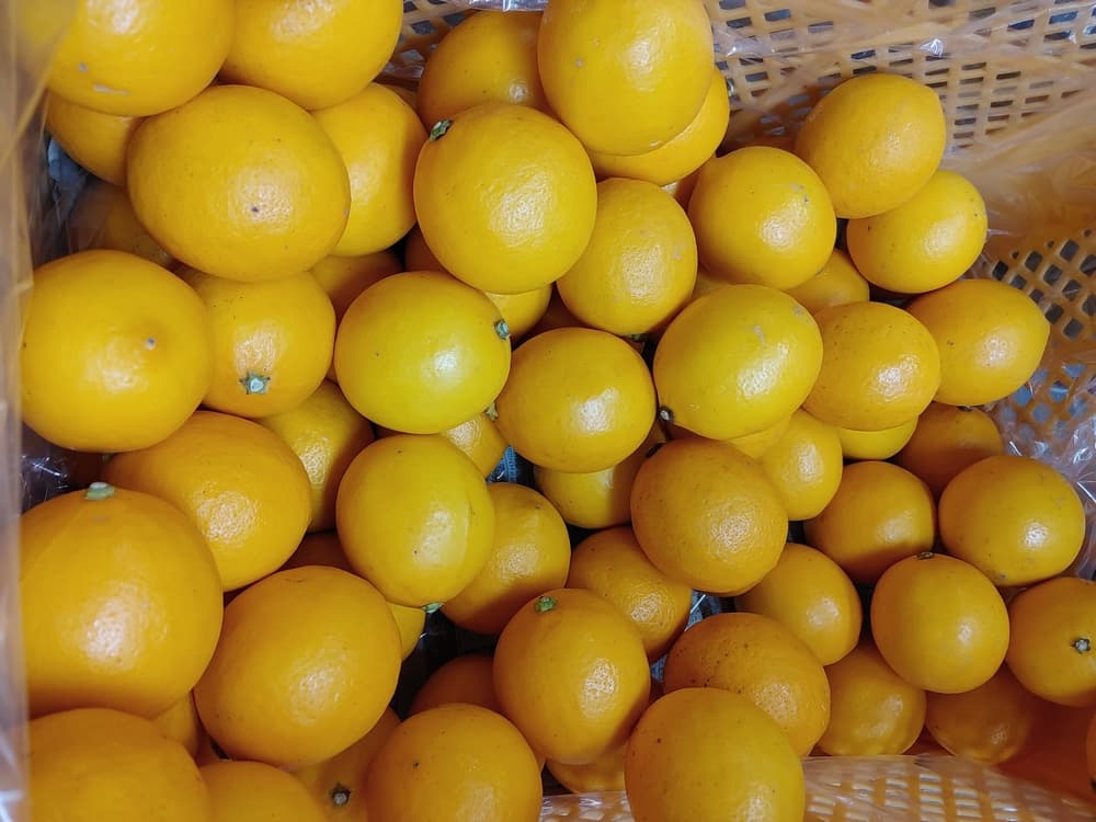 ã¬ã¢ã³ ãã€ã€ãŒã¬ã¢ã³ çŽ3kg 15ïœ20ç ãåç°ã¬ã¢ããŒãã2025幎9æäžæ¬-2026幎6æäžæ¬çºéã ææ© å®ååžç£ çæ¬çç£ ä¹å·ç£ åœç£