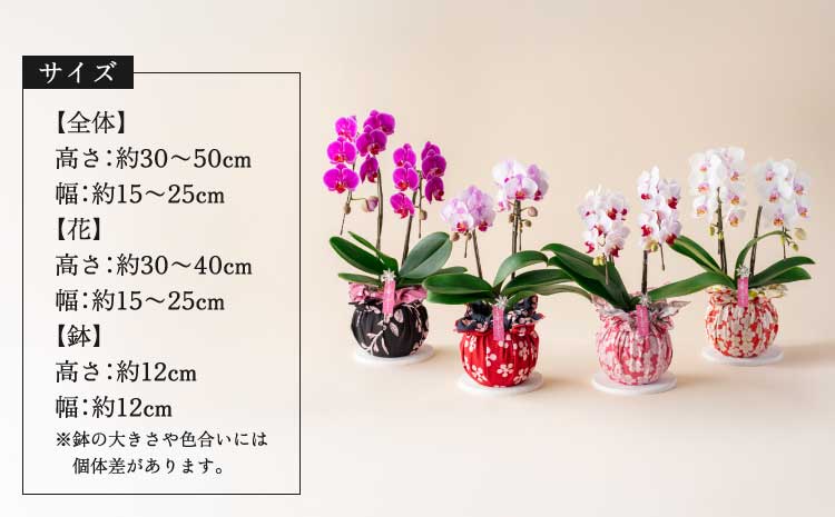 è¡è¶è è± æ¯ã®æ¥ ããã£è¡è¶è è¯ããã ãã¬ãã¢ã 2æ¬ç«ã¡ ã2026幎5æäžæ¬é çºéäºå®ã ãã¬ãŒã³ã è ã©ã³ æŽè ããã£ãµã€ãº 芳è³çš ãç¥ã èŽç èŽççš ãããã ãããã 颿€ã é¢šåæ· ã€ã³ããªã¢ ç£å°çŽé éæç¡æ æ ªåŒäŒç€Ÿãªããã