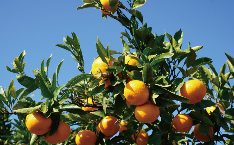 先行予約 みかん 尾崎 早生 温州みかん 約5kg (30玉前後) 【2026年12月上旬から12月下旬頃発送予定】 早生みかん みかん ミカン 蜜柑 フルーツ 果物 くだもの ひでみかん