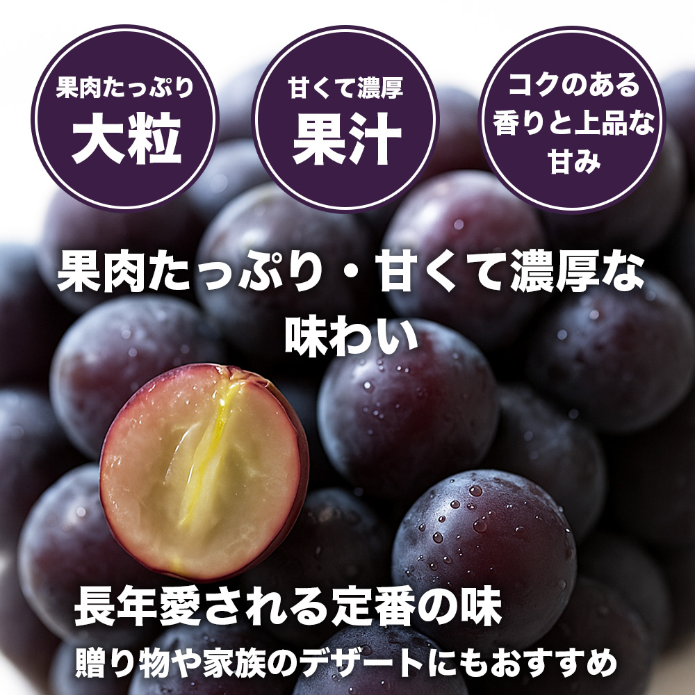 å
è¡äºçŽ å·šå³° çŽ2.4kg (8ããã¯)ã2026幎7æäžæ¬ã2026幎8æäžæ¬çºéäºå®ãããã»ã ãã«ãŒã æç© ãã ãã® ã·ã£ã€ã³ãã¹ã«ãã ã¶ã©ã ãã㊠è¡è åœç£ é«çŽ å€§ç² ãžã¥ãŒã·ãŒ æè æ¿å çã¿ çã ç³åºŠ è³é éŠã æ¥æ¬ãã«ãŒã