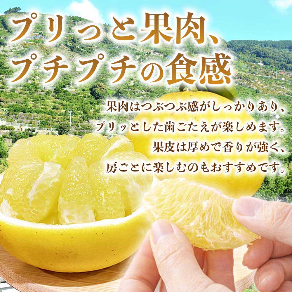 先行予約 パール柑 文旦 秀品 約10kg（12〜36玉）【2027年2月上旬〜2027年3月下旬配送予定】ぱーるかん ぶんたん 果物 フルーツ くだもの 柑橘 柑橘類 グレープフルーツ 国産 熊本 九州 産地直送 秀品 高品質 酸味控えめ 日本フルーツ
