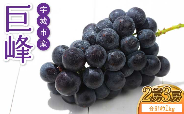 【先行予約】 熊本県 宇城市産 巨峰 2〜3房 約1kg【2026年7月下旬〜8月上旬頃発送予定】ぶどう ブドウ 葡萄 大粒