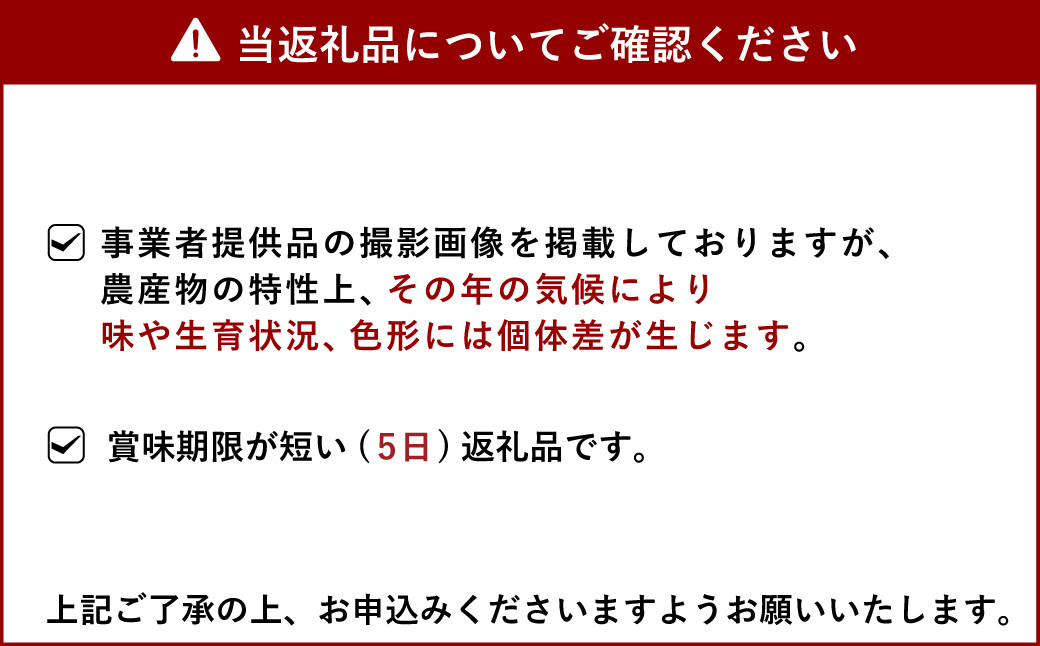 【先行予約】路地栽培 元祖 不知火 訳あり品 約5kg【2025年3月上旬から6月上旬発送予定】フルーツ 果物 くだもの 柑橘 しらぬい