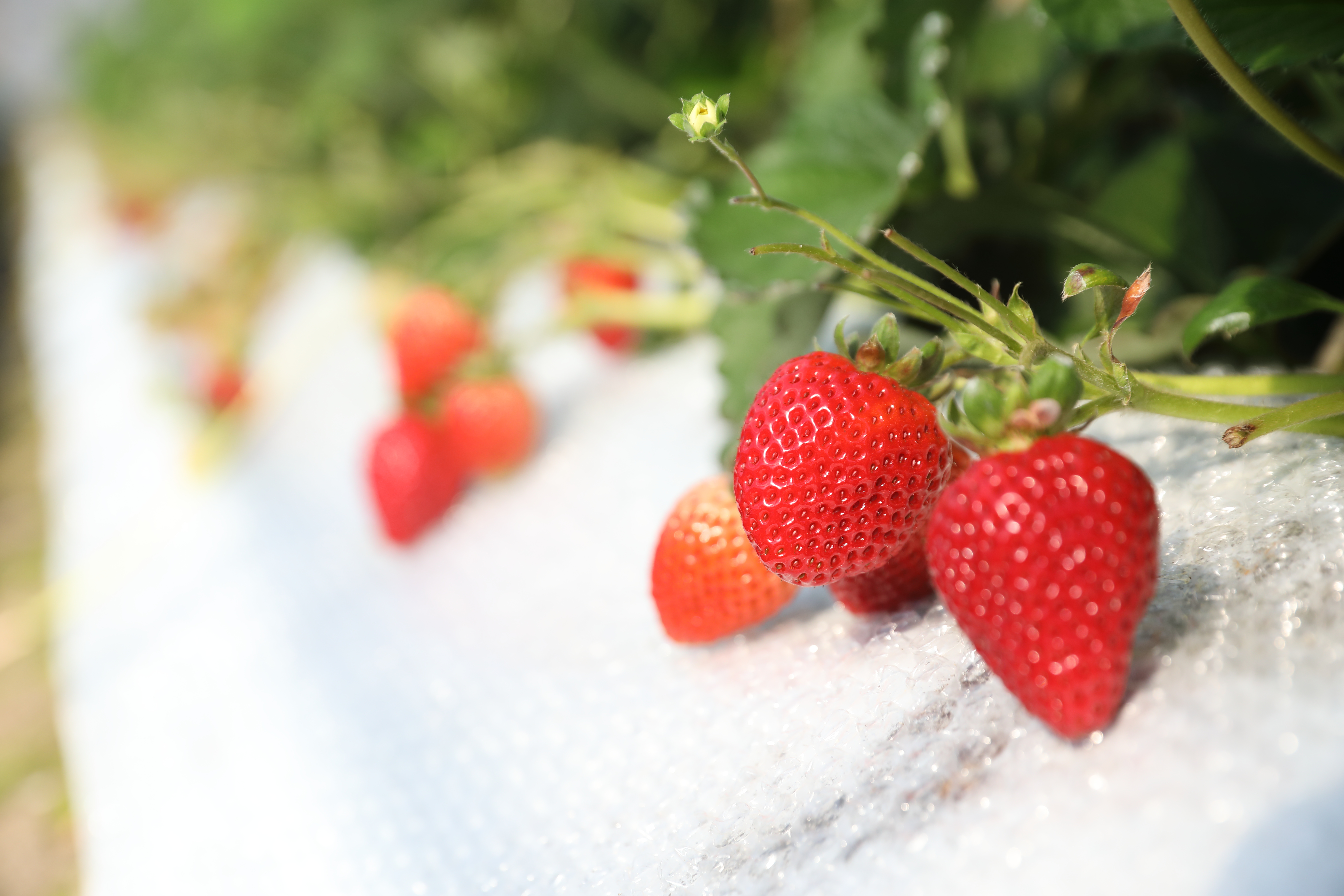 ãå®æäŸ¿12ã¶æãå®çå·åãã¡ããã·ã¡èºã1kg 500gÃ2ãã㯠åæèºå