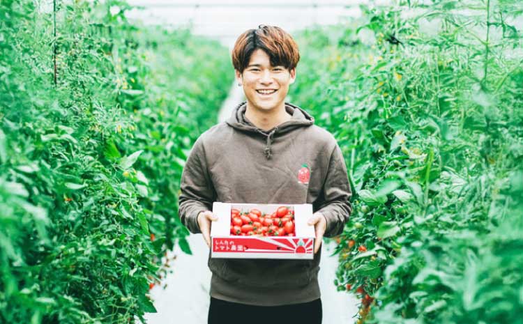 宇城市産 フルーツトマト アイコ 約2kg【2026年4月上旬〜6月中旬頃順次発送予定】【しんたのトマト農園】