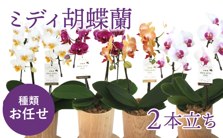 【お任せ】 ミディ胡蝶蘭 2本立ち 鉢花 らん プレゼント 洋ラン 生花 お花 お祝い