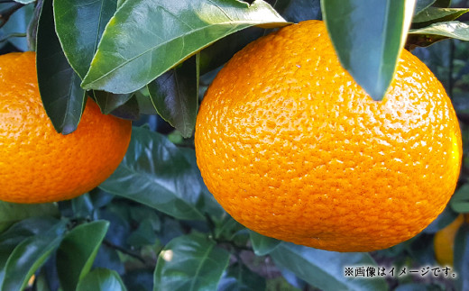 【12月上旬～順次発送予定】スイートスプリング 8kg（40個前後）ひでみかん 柑橘 果物