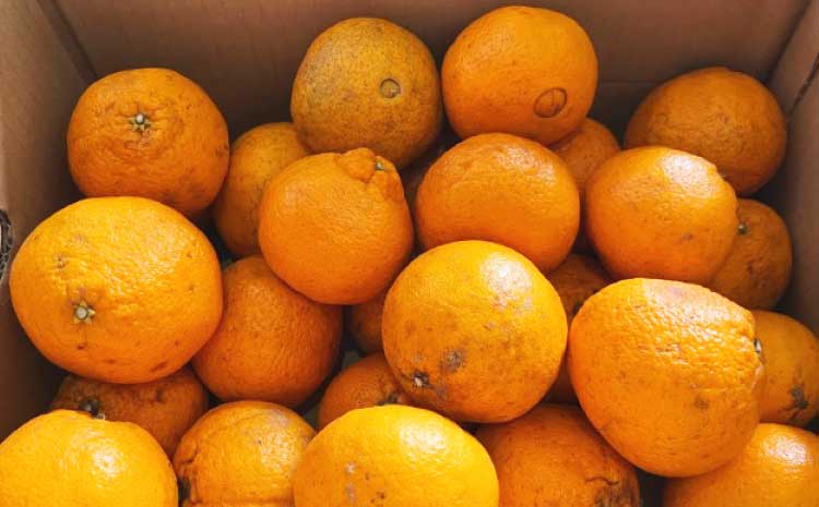 å
è¡äºçŽ çæ¬å€§èŠæ (äžç¥ç«) èš³ãã 9.5kg (25ïœ50ç) ã2026幎2æäžæ¬ïœ2æäžæ¬é çºéäºå®ã ããã¬ã ã¿ãã èæ ææ© åœç£ ä¹å· çæ¬ å®ååžç£ ãæ ªåŒäŒç€Ÿla Nui.ã