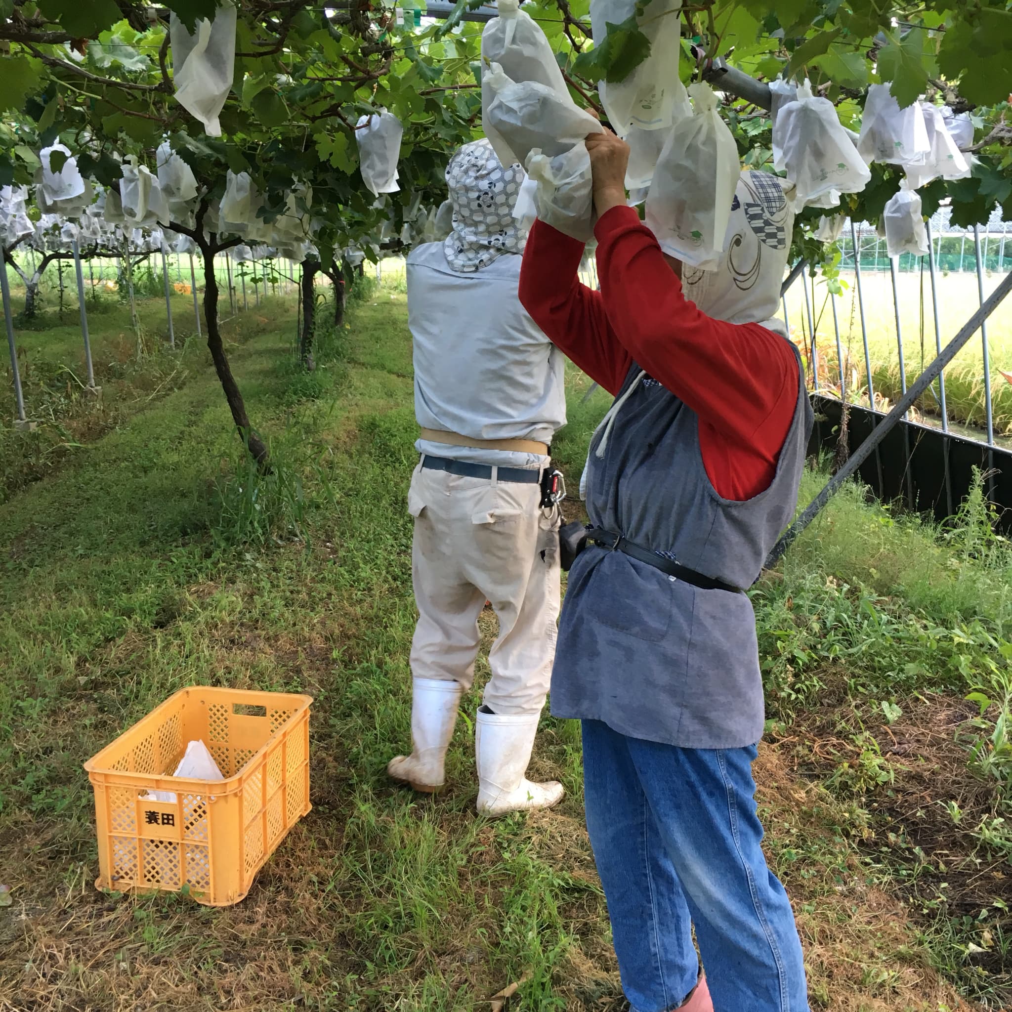 【先行予約】巨峰 きょほう 葡萄 ぶどう 約2kg 5房 【2026年8月上旬〜2026年8月下旬発送予定】 みのだ観光農園 熊本県 宇城市産 
