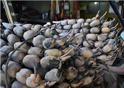 レンコン 斎藤さん家の「生」れんこん 約2kg (約2〜3本 節数：8〜10節）【2025年9月上旬〜2026年3月上旬発送予定】レンコン 泥付き 産地直送 蓮根 熊本県産 国産 九州 熊本県 宇城市