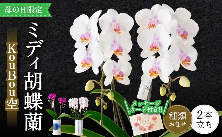 胡蝶蘭 花 母の日 ミディ胡蝶蘭 KouBou 空 2本立ち 【2026年5月上旬頃発送予定】 プレゼント 蘭 ラン 洋蘭 ミディサイズ 観賞用 お祝い 贈答 贈答用 かわいい おしゃれ 鉢植え 風呂敷 インテリア 産地直送 送料無料 株式会社なかがわ