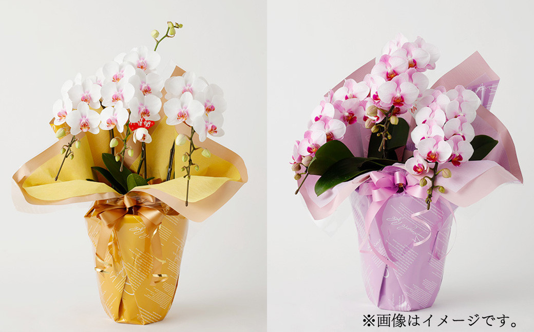 【定期便4回】ミディ胡蝶蘭 3本立ち 洋蘭 観賞用 植物