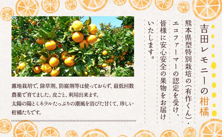 ライム 国産 約1.5kg 10～20玉【吉田レモニー】【2025年9月下旬-2026年3月中旬発送】柑橘 小玉 らいむ