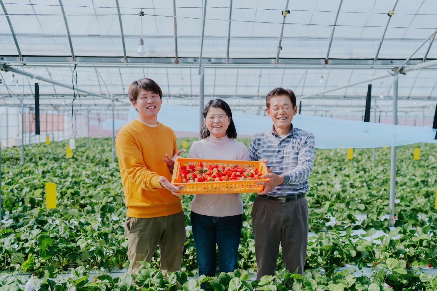 先行予約【2027年1月発送】 いちご あまおとめ 約1kg（約250g×4パック） 【2027年1月上旬〜2027年1月下旬頃発送予定】 合計1kg 果物 くだもの フルーツ 果実 苺いちご イチゴ 宇城市産 NAGATA FARM