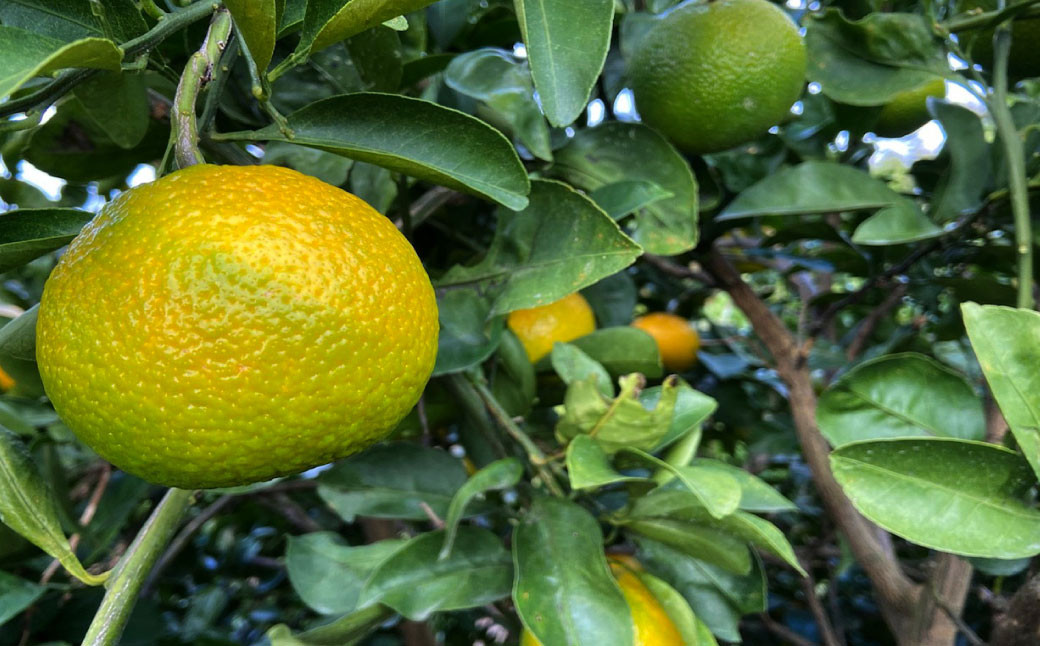 【先行受付】【12月下旬より順次発送予定】山口さん家のスイートスプリング 約5kg 柑橘 果物 フルーツ