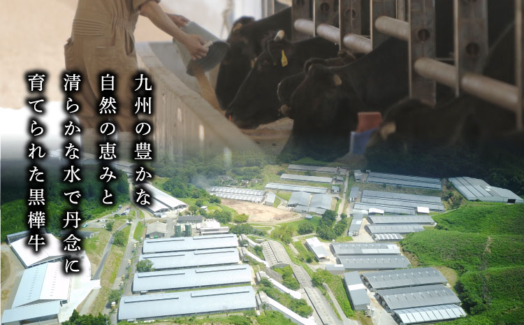 黒樺牛 ステーキ・焼き肉セット 約1.1kg 焼肉 牛肉 サーロインステーキ ロース焼き肉 白ホルモン タレ付き みそだれ 味噌 和牛 牛 ブランド牛 おかず BBQ バーベキュー 肉の日 冷凍 九州産 ギフト プレゼント 贈り物