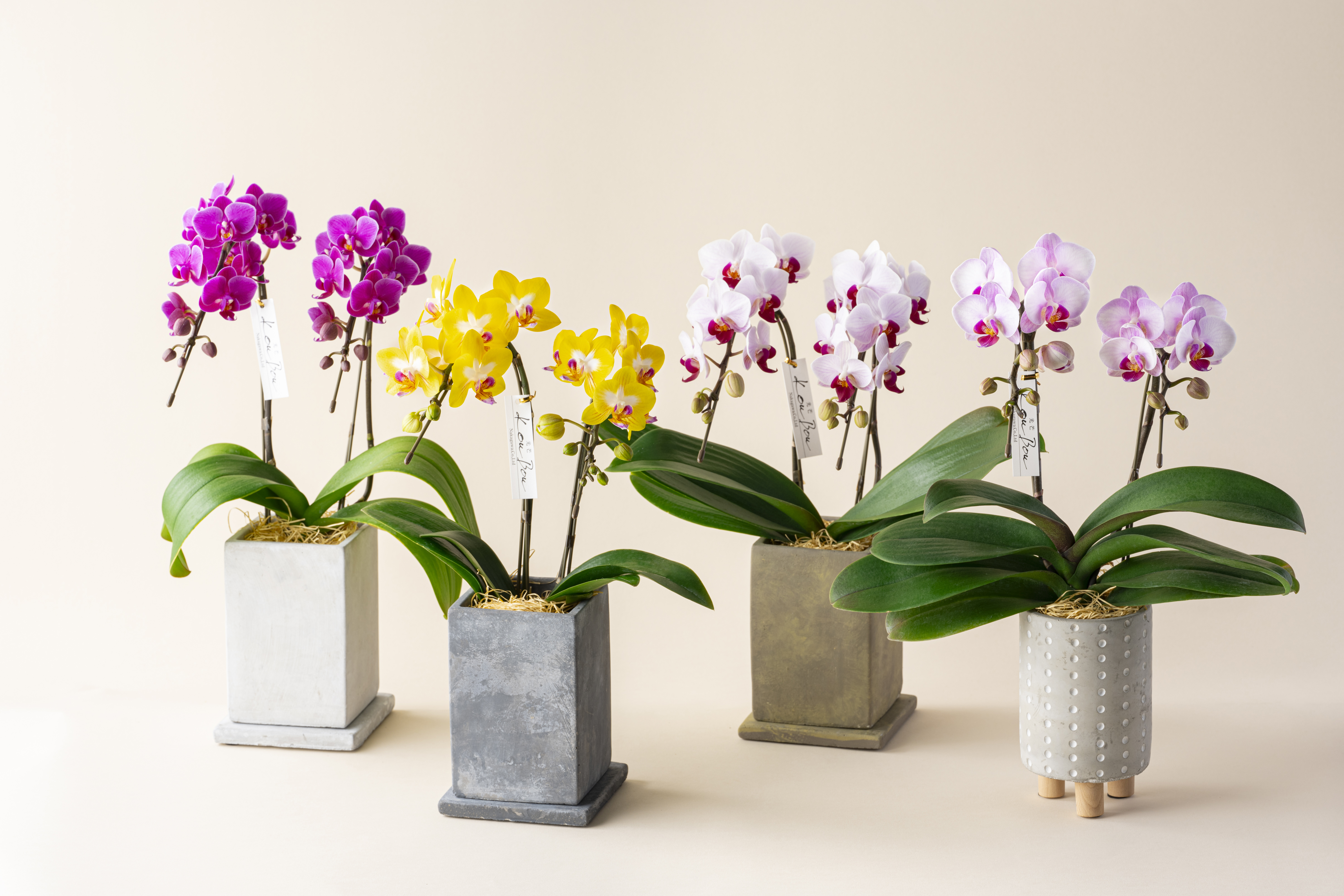 ミディ胡蝶蘭 KouBou 大地 2本立ち 洋蘭 観賞用 贈答用 植物