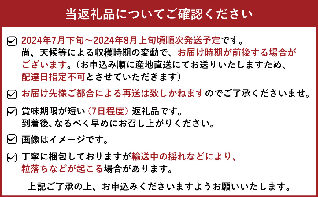 熊本県 宇城市産 シャインマスカット 2～3房 約1kg【2024年7月下旬から2024年8月上旬発送予定】マスカット 葡萄 ブドウ ぶどう