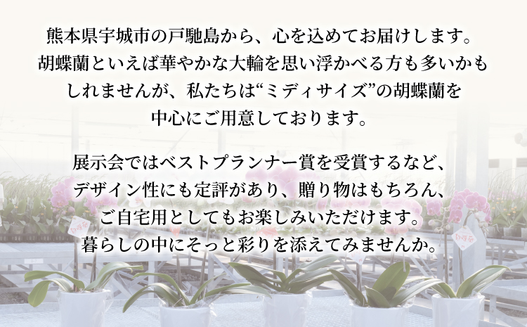【定期便6回】ミディ胡蝶蘭の定期便（2ヶ月に1回）洋蘭 観賞用 贈答用