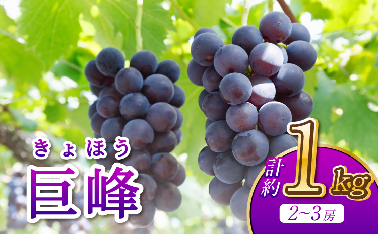 【先行予約】 巨峰 2〜3房 計約1kg 河野ぶどう園【2026年8月中旬〜9月中旬頃順次発送予定】