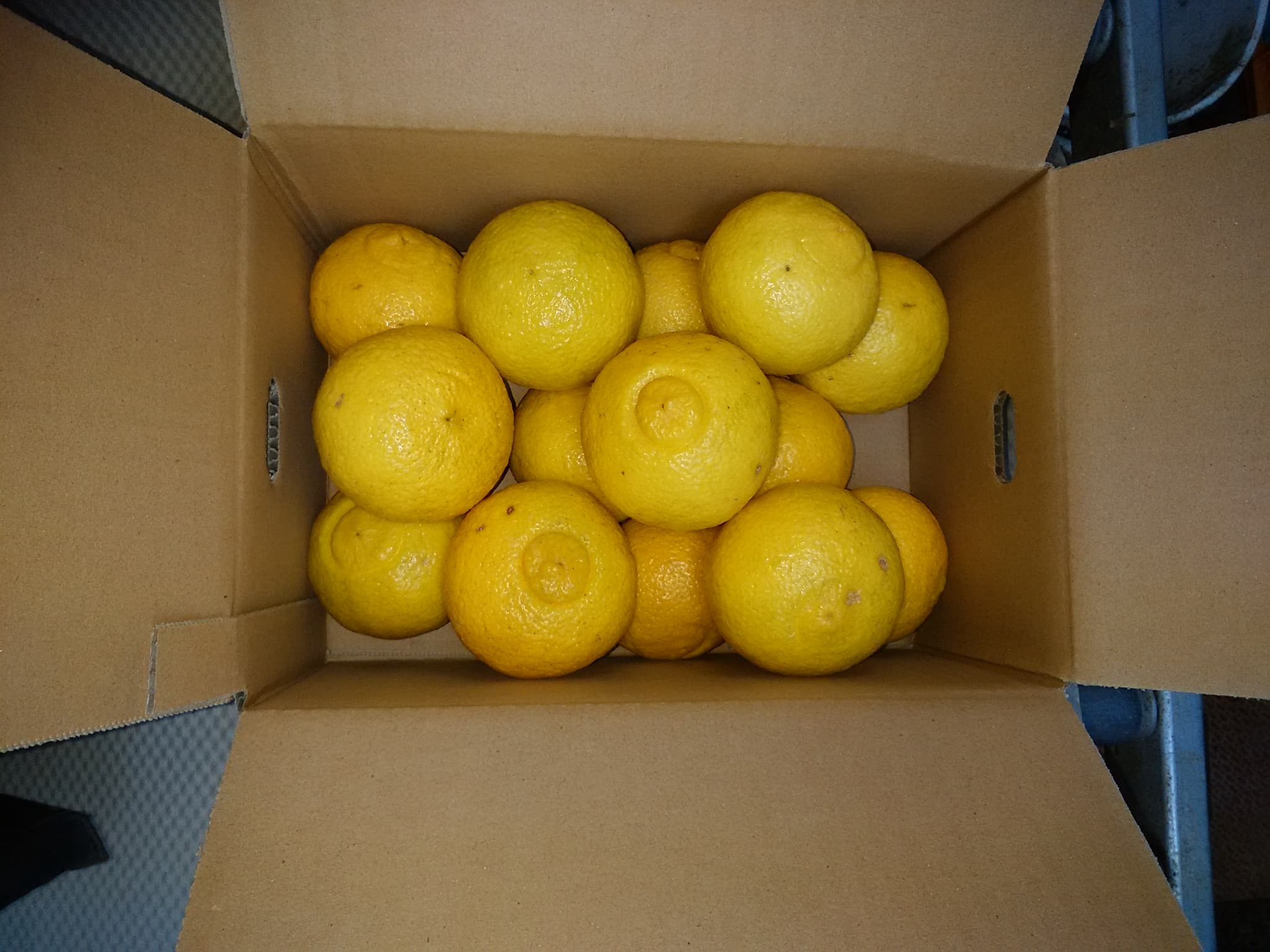 【先行予約】  訳あり はるか 約5kg（22玉〜27玉）【吉田レモニー】【2026年2月上旬〜2026年5月下旬発送】