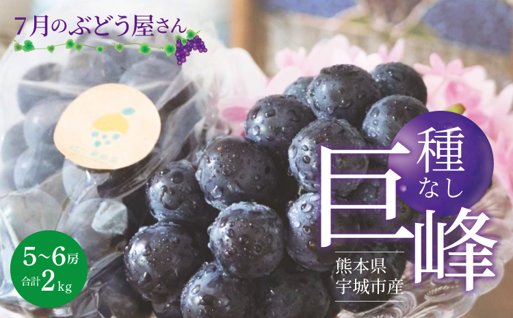 【先行予約】 7月のぶどう屋さん 種なし巨峰 2kg 5〜6房入 松川果樹園 種無し巨峰 種なし たねなし きょほう ぶどう 葡萄 熊本県 宇城市産 冷蔵 送料無料【2026年7月上旬〜8月上旬頃順次発送予定】