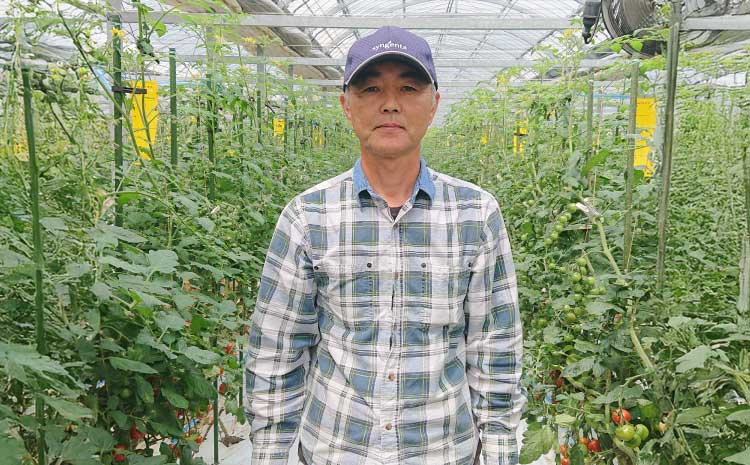 【先行予約】 熊本県 宇城市産 巨峰 2〜3房 約1kg【ギフトボックス】【2026年7月下旬〜8月上旬頃発送予定】ギフト ぶどう ブドウ 葡萄 大粒