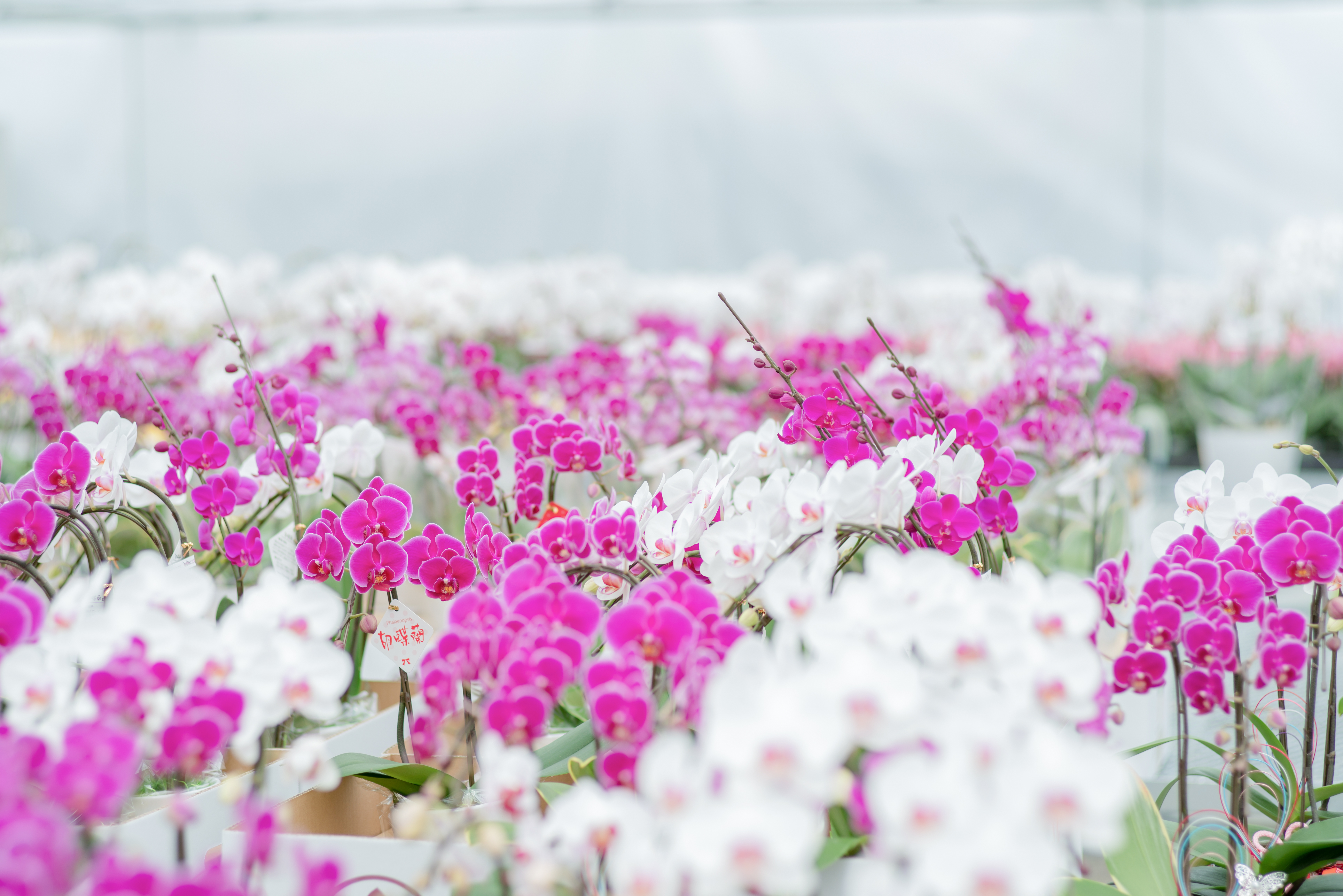 ミディ胡蝶蘭 KouBou 大地 2本立ち 洋蘭 観賞用 贈答用 植物