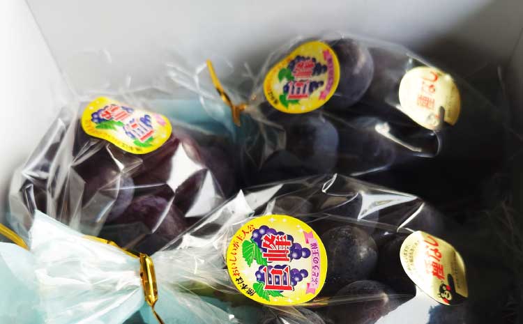 【先行予約】 熊本県 宇城市産 巨峰 2〜3房 約1kg【ギフトボックス】【2026年7月下旬〜8月上旬頃発送予定】ギフト ぶどう ブドウ 葡萄 大粒