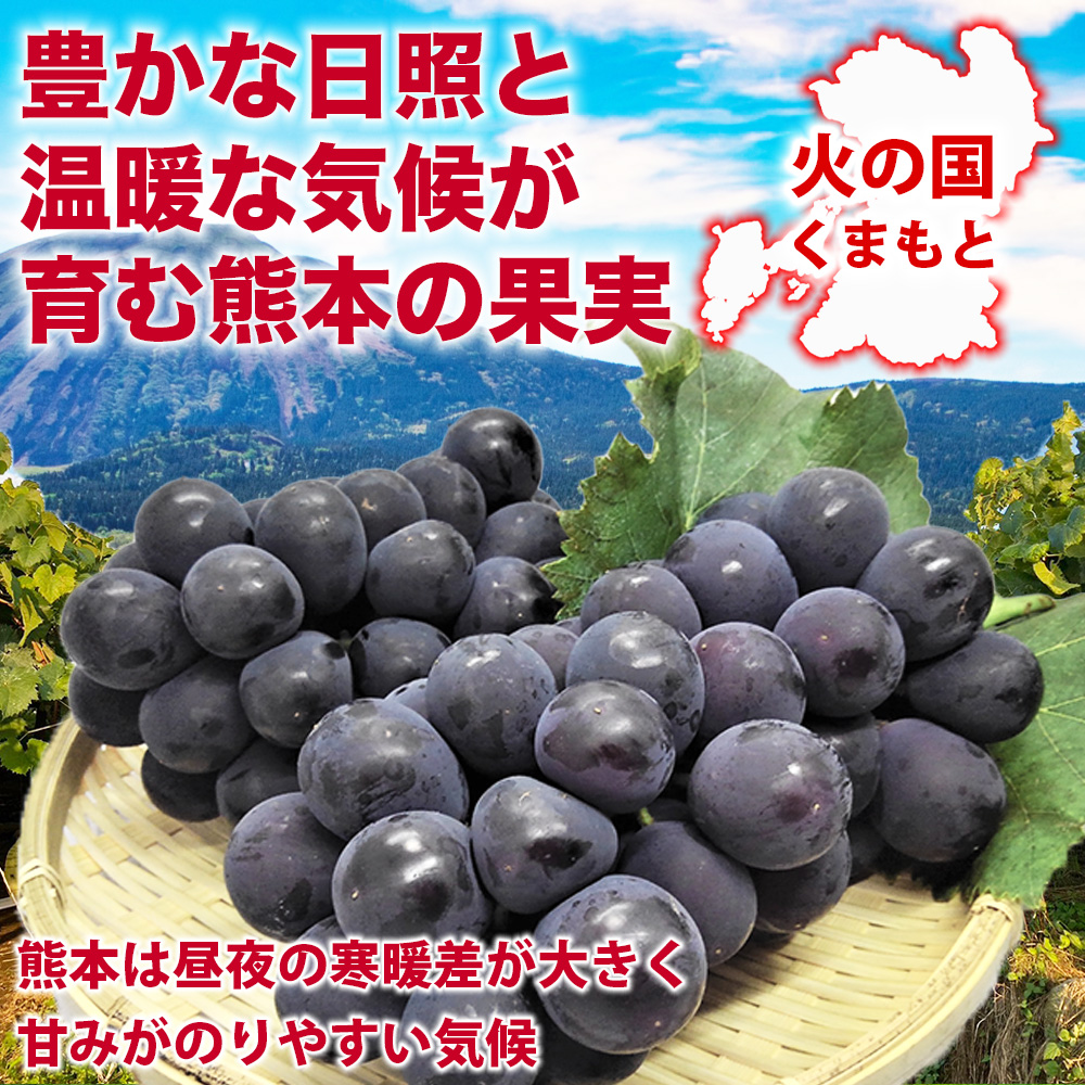 å
è¡äºçŽ å·šå³° çŽ1.2kg (4ããã¯)ã2026幎7æäžæ¬ã2026幎8æäžæ¬çºéäºå®ãããã»ã ãã«ãŒã æç© ãã ãã® ã·ã£ã€ã³ãã¹ã«ãã ã¶ã©ã ãã㊠è¡è åœç£ é«çŽ å€§ç² ãžã¥ãŒã·ãŒ æè æ¿å çã¿ çã ç³åºŠ è³é éŠã æ¥æ¬ãã«ãŒã