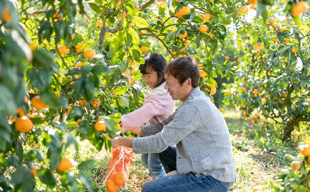 宇城市産 訳あり不知火 約5kg（15～22玉）【高岡農園】【2025年3月上旬～2025年4月上旬発送予定】不知火 デコポン 柑橘 果物 フルーツ 完熟