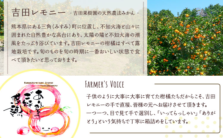 ライム 国産 約1.5kg 10～20玉【吉田レモニー】【2025年9月下旬-2026年3月中旬発送】柑橘 小玉 らいむ