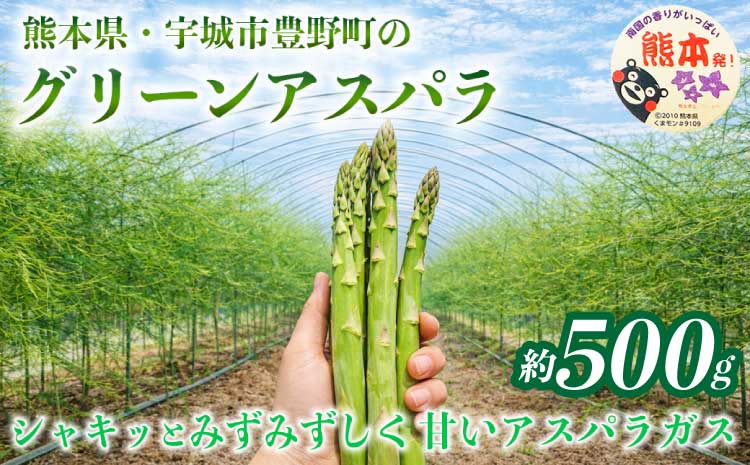 訳あり アスパラガス グリーンアスパラ アスパラ あすぱら 約500g (S〜L) [2026年7月上旬〜2026年10月中旬発送予定]野菜 春野菜 旬野菜 生鮮食品 熊本 熊本県 宇城市 みずみずしい 甘い シャキシャキ やわらかい 日本フルーツ
