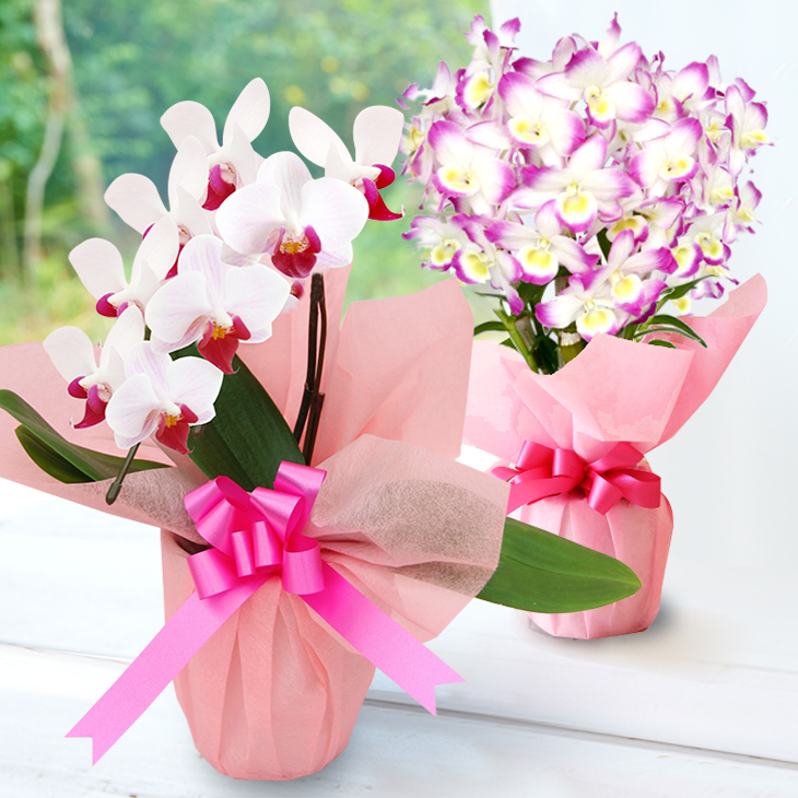 洋蘭 洋蘭ギフトS 鉢花 （高さ30～40cm） 【森水木のラン屋さん】 お祝い 誕生日 鉢植え 花 贈り物 ギフト 蘭