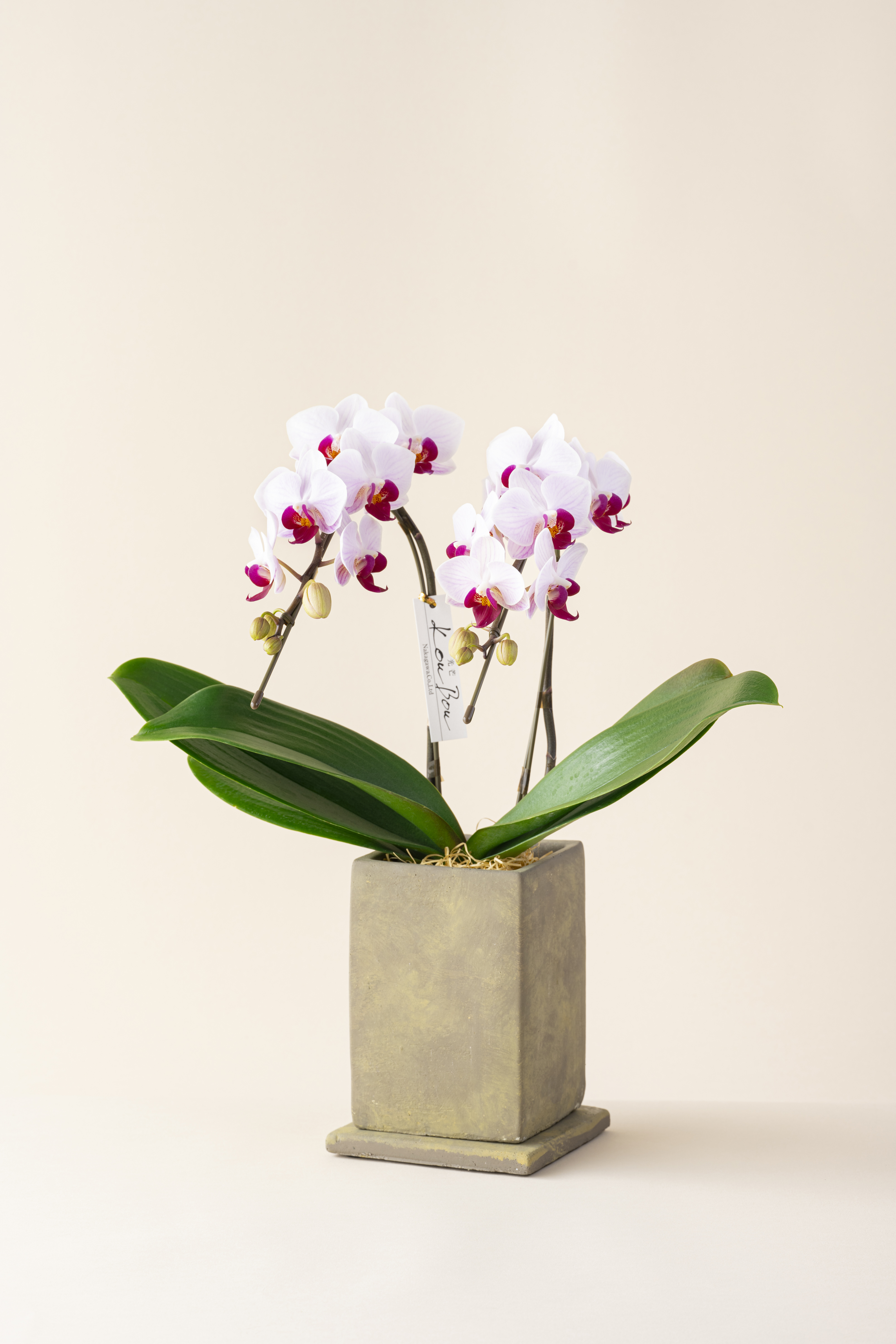 ミディ胡蝶蘭 KouBou 大地 2本立ち 洋蘭 観賞用 贈答用 植物